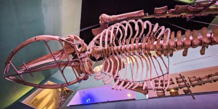 Museo Departamental de Ciencias Naturales Federico Carlos Lehmann